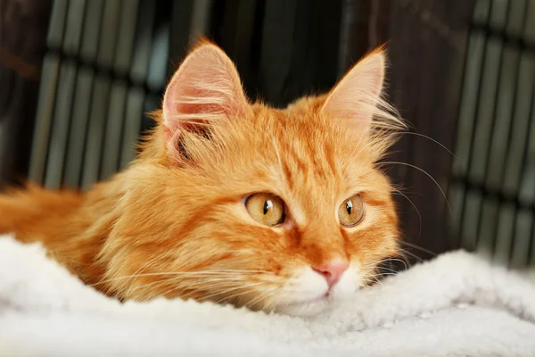 Red cat resting indoors — Stock Photo, Image