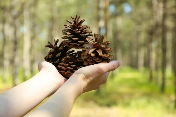 Woman holding pine cones in forest — Stock Photo, Image