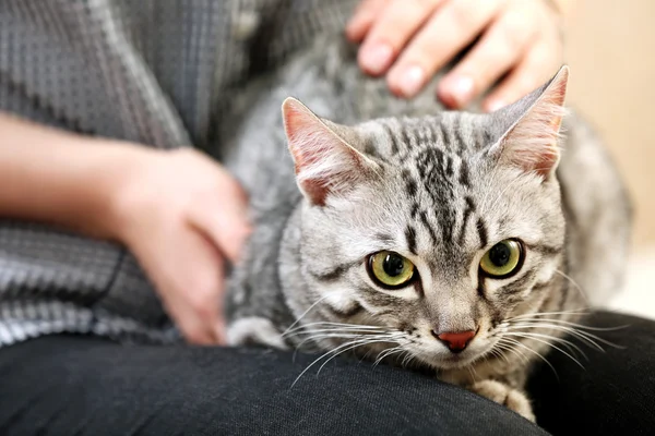 かわいい猫を保持している女性をクローズ アップ — ストック写真