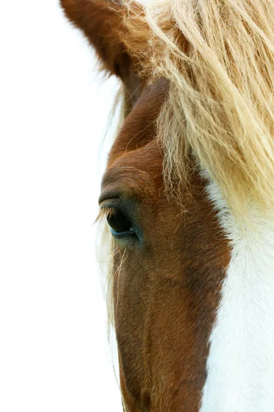 Retrato de belo cavalo marrom sobre o fundo do céu — Fotografia de Stock