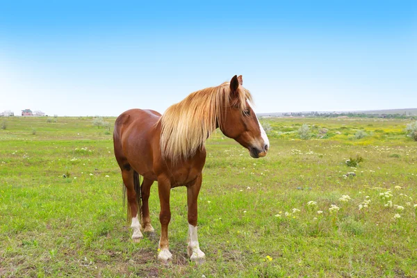 Vackra bruna häst som betar på ängen — Stockfoto