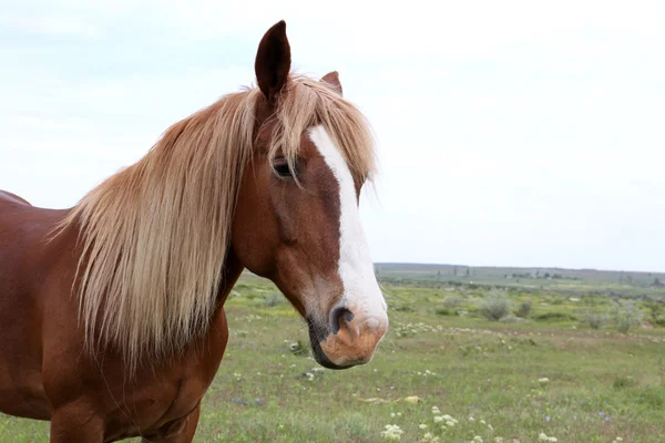 Portrait of beautiful brown horse over sky background — Stock Photo, Image