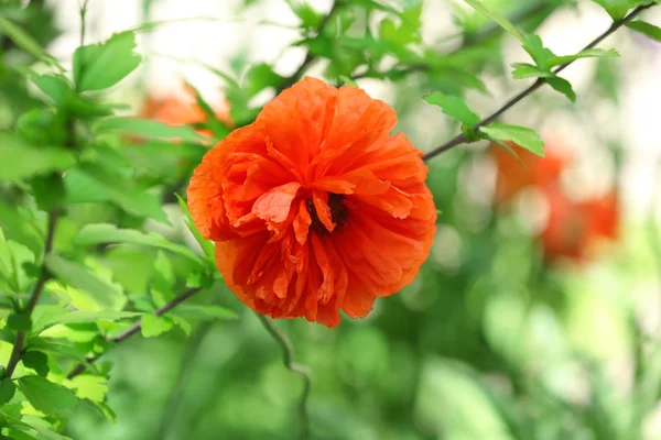 Arancione fiore sopra verde erba sfondo — Foto Stock