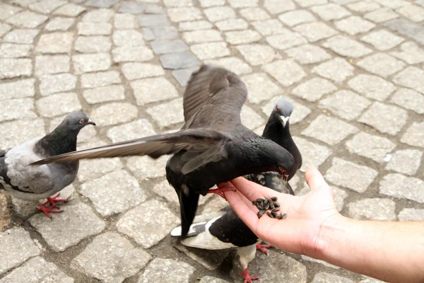 Young man feed pigeons outdoors — Stock Photo, Image