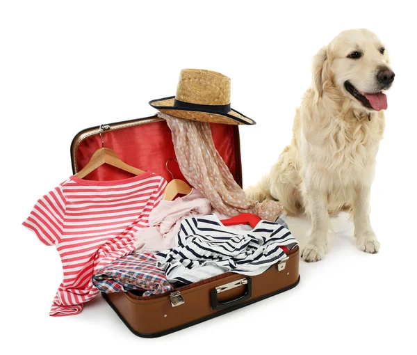 Lindo Labrador con maleta aislada en blanco — Foto de Stock