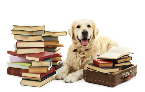 Porträt eines Labradors mit Bücherstapel auf weißem Papier — Stockfoto