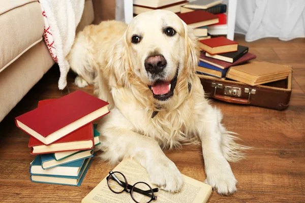 Portrait of cute Labrador with pile of books in room — Stock Photo, Image