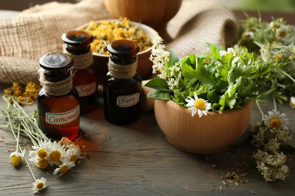 Hierbas, bayas y flores — Foto de Stock