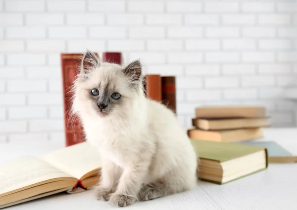 Niedliche kleine Katze mit Büchern auf hellem Hintergrund — Stockfoto