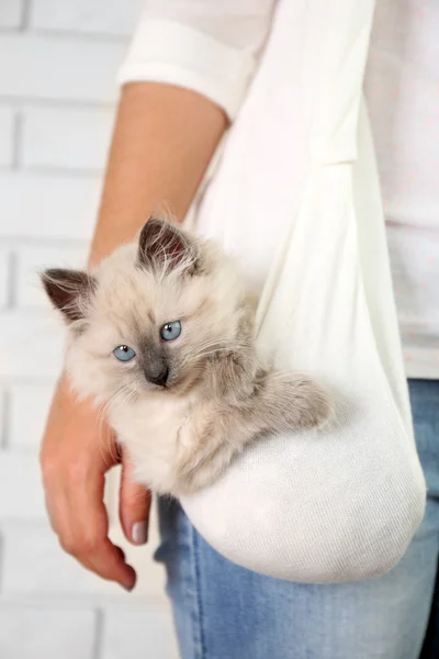 若い女性の持ち株の猫 — ストック写真