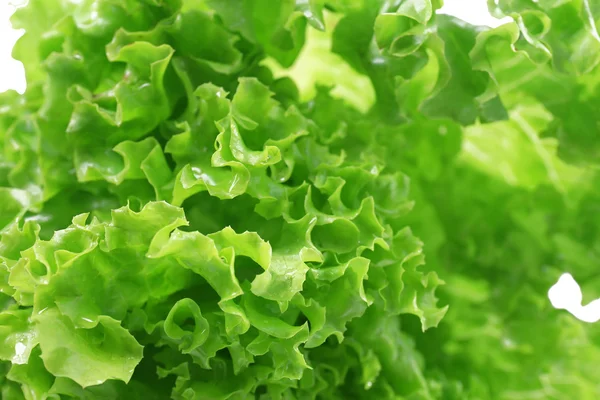 Fresh lettuce, closeup — Stock Photo, Image