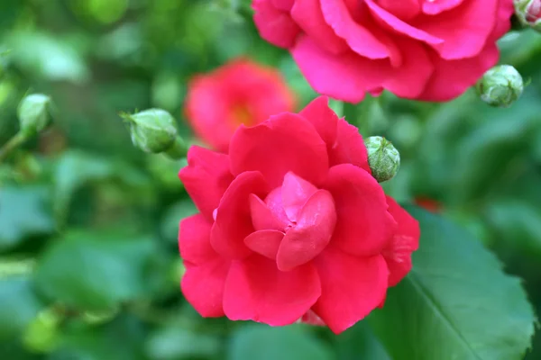 Hermosas rosas rosadas sobre hojas verdes fondo — Foto de Stock