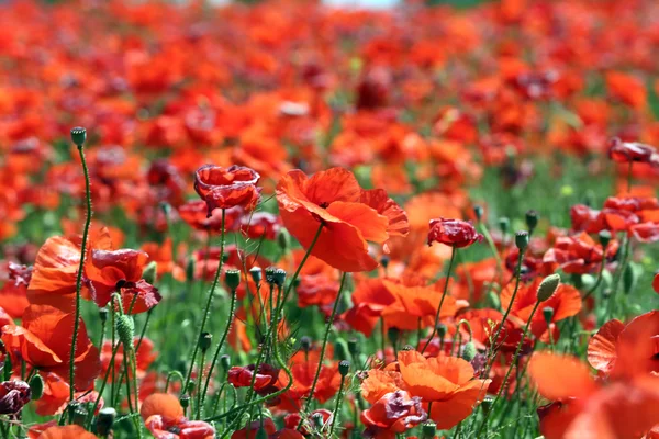 Poppy fundo campo — Fotografia de Stock