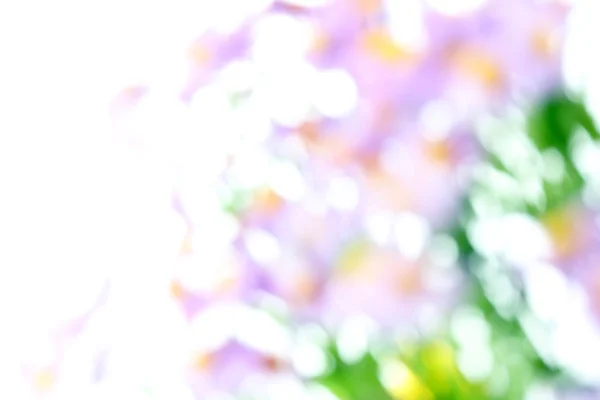 Abstract flowers blur background — Stock Photo, Image