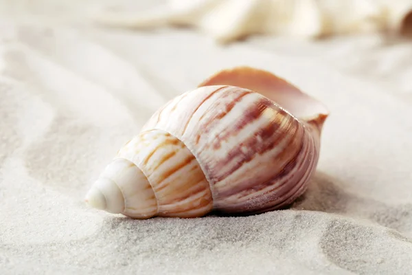 Hermosas conchas marinas sobre fondo de arena —  Fotos de Stock