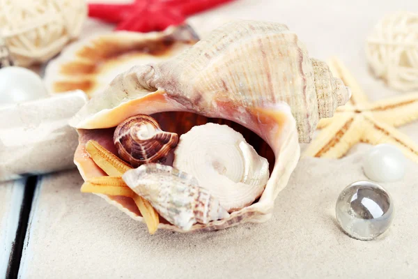 Bella composizione di mare con conchiglie da vicino — Foto Stock