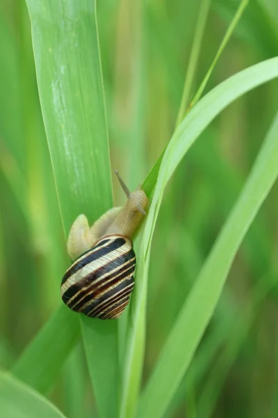 Snail on green stem, closeup — Stock Photo, Image
