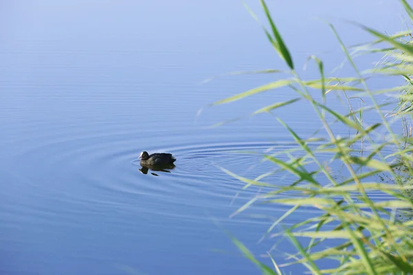 Wild duck simmar i floden — Stockfoto