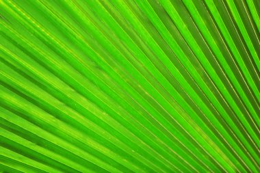 Egzotik palmiye yaprağı, portre