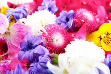 Taze renkli bahar çiçekleri closeup