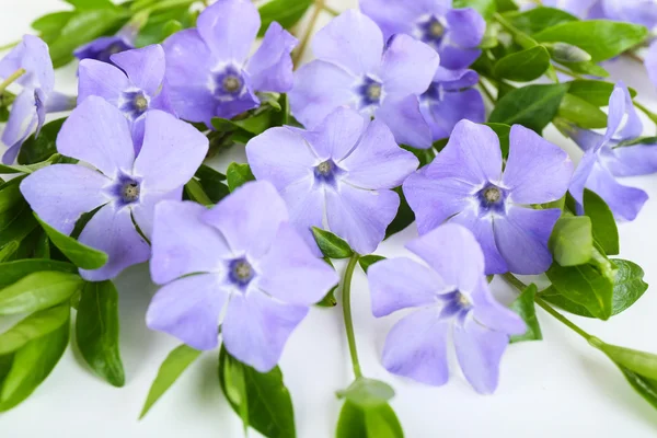 Purple periwinkle, closeup — Stock Photo, Image