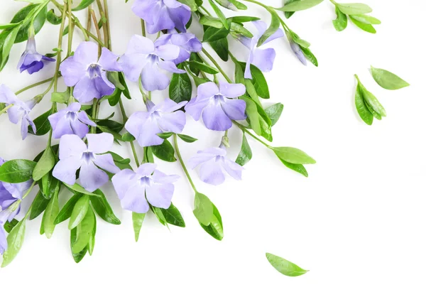 Pervinca viola isolata su bianco — Foto Stock