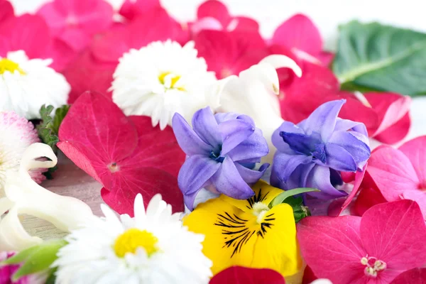 Primo piano di fiori freschi colorati primaverili — Foto Stock
