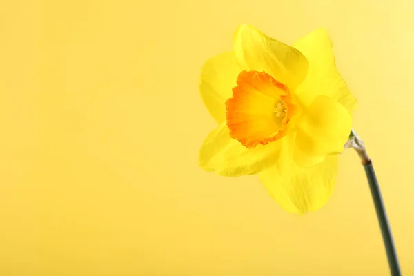 Verse narcissus bloem op kleur achtergrond — Stockfoto