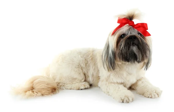 Roztomilý shih tzu pes — Stock fotografie
