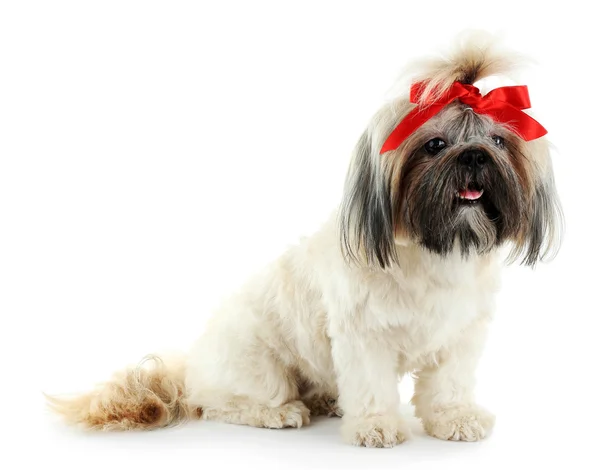 Bonito shih tzu cão — Fotografia de Stock