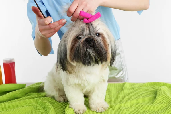 Bonito Shih Tzu e cabeleireiro na barbearia — Fotografia de Stock