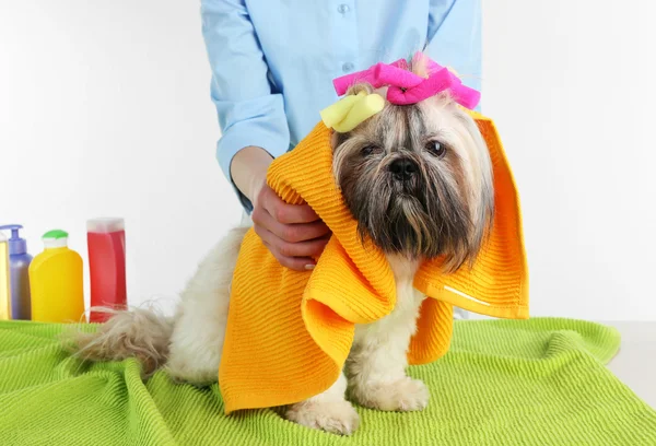 Toalla de peluquería Shih Tzu perro en barbería aislado en blanco — Foto de Stock