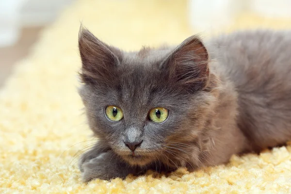 Söt grå kattunge på mattan hemma — Stockfoto