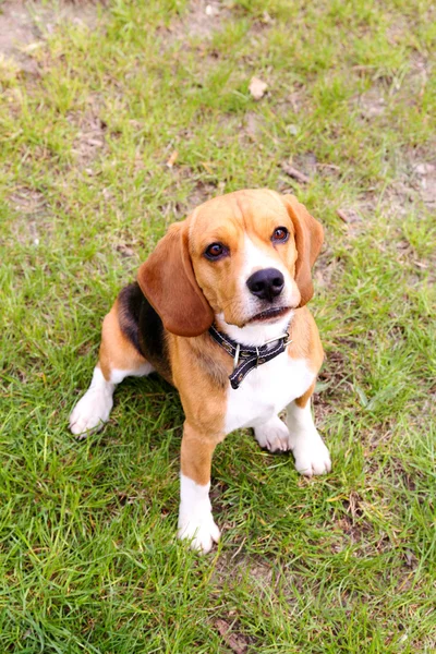 Netter Hund im Park — Stockfoto