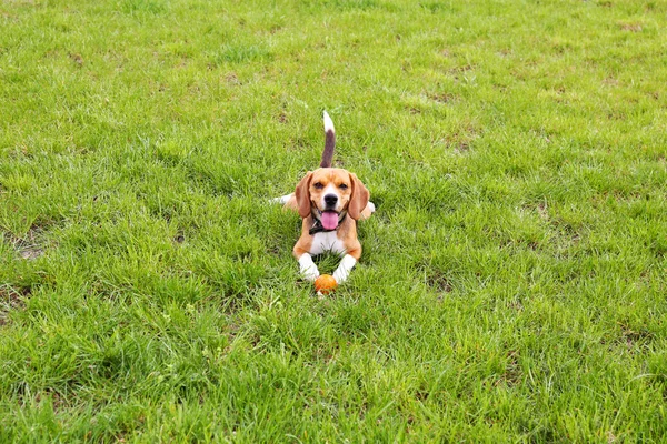 Cute dog in park — Stock Photo, Image