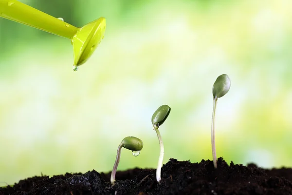 Watering green bean seedlings in soil on bright background — Stock Photo, Image