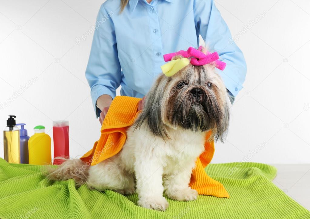 Hairdresser towel Shih Tzu dog in barbershop, isolated on white