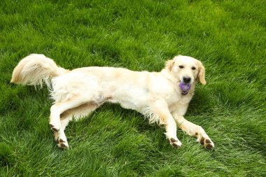 çok güzel labrador yeşil çimenlerin üzerinde açık havada yalan