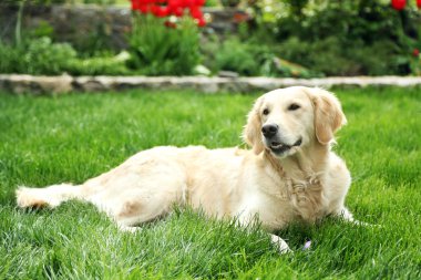 çok güzel labrador yeşil çimenlerin üzerinde açık havada yalan