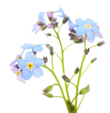 korun çiçekler, izole üzerinde beyaz