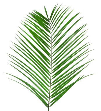 güzel palmiye yaprağı