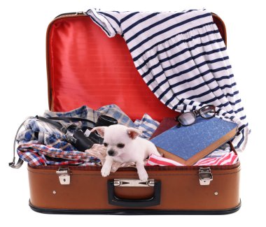 Çok güzel chihuahua köpek giysi üzerinde beyaz izole ile bavul içinde