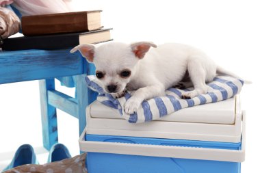 Çok güzel chihuahua köpek ve farklı şeyler yığını kapat