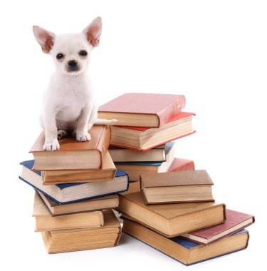 çok güzel chihuahua köpek üzerinde beyaz izole kitap yığını