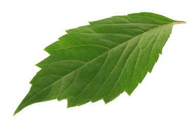 yeşil yaprak beyaz üzerinde izole