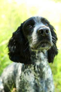 Rus İspanyol açık havada