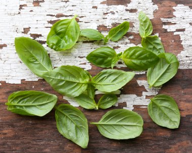 Yeşil taze fesleğen