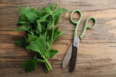 Oğul otu yaprakları