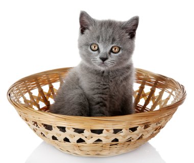 hasır sepet beyaz izole de şirin Gri kedi