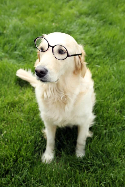 Rozkošný Labrador v brýlích — Stock fotografie